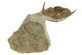 Enrolled, Asaphus Platyurus Aculeatus Trilobite - Russia #191308-1